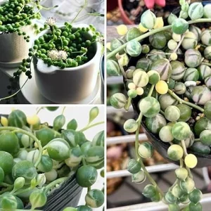 Variegated String of Pearls Live Succulent Plant, 2 Inch Pot, Indoor/Outdoor - Image 6