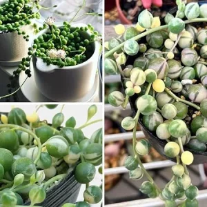Variegated String of Pearls Live Succulent Plant, 2 Inch Pot, Indoor/Outdoor - Image 1