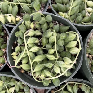 Variegated String of Tears Live Plant 4 inch Pot - Trailing Succulent - Image 2