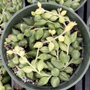 Variegated String of Tears Live Plant 4 inch Pot - Trailing Succulent - Image 3