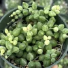 Variegated String of Tears Live Plant 4 inch Pot - Trailing Succulent - Image 1