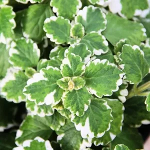 Variegated Swedish Ivy Live Plant – 4-9 Inch Tall, 3