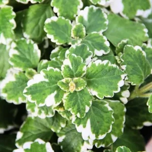Variegated Swedish Ivy Live Plant – 4-9 Inch Tall, 3