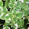 Variegated Swedish Ivy Live Plant – 4-9 Inch Tall, 3" Pot – Indoor Foliage - Image 1