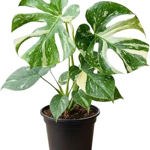 Variegated Thai Monstera Deliciosa Live Plant - 4-6 Inches Tall Indoor Houseplant - Image 3