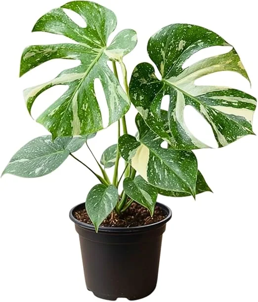Variegated Thai Monstera Deliciosa Live Plant - 4-6 Inches Tall Indoor Houseplant - Image 3