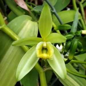 Variegated Vanilla Live Plant – 4 inch Pot – Indoor Houseplant - Image 4