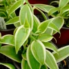 Variegated Vanilla Live Plant – 4 inch Pot – Indoor Houseplant - Image 1