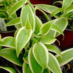 Variegated Vanilla Live Plant – 4 inch Pot – Indoor Houseplant - Image 1