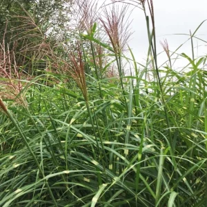Variegated Zebra Grass Live Plant - Miscanthus sinensis 'Zebrinus' Ornamental Grass, 5-9