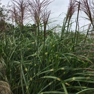 Variegated Zebra Grass Live Plant - Miscanthus sinensis 'Zebrinus' Ornamental Grass, 5-9