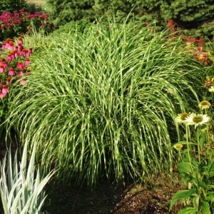 Variegated Zebra Grass Live Plant - Miscanthus sinensis 'Zebrinus' Ornamental Grass, 5-9