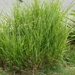 Variegated Zebra Grass Live Plant - Miscanthus sinensis 'Zebrinus' Ornamental Grass, 5-9
