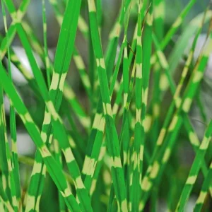 Variegated Zebra Grass Live Plant - Miscanthus sinensis 'Zebrinus' Ornamental Grass, 5-9
