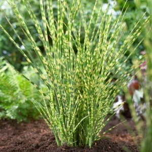 Variegated Zebra Grass Live Plant - Miscanthus sinensis 'Zebrinus' Ornamental Grass, 5-9