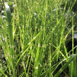 Variegated Zebra Grass Live Plant - Miscanthus sinensis 'Zebrinus' Ornamental Grass, 5-9