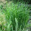 Variegated Zebra Grass Live Plant - Miscanthus sinensis 'Zebrinus' Ornamental Grass, 5-9" Tall, Outdoor Perennial - Image 1