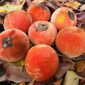 Velvet Apple Mabolo Cuttings – 4 Grafting Cuttings, 1/4 inch thick, 6-8 inches long - Image 1