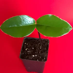 Velvet Apple Mabolo (Diospyros discolor) Fruit Tree Seedling Live Plant 3-5" Tall in 2.5" Pot Tropical Edible - Image 2