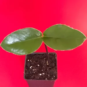 Velvet Apple Mabolo (Diospyros discolor) Fruit Tree Seedling Live Plant 3-5