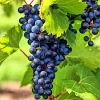 Venus Seedless Grape Live Plant Vine – 4 inch Pot – Large Blue-Black Grapes – Zones 5-9 - Image 1