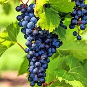 Venus Seedless Grape Live Plant Vine – 4 inch Pot – Large Blue-Black Grapes – Zones 5-9 - Image 5