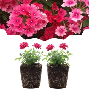 Verbena Live Plants, Perennial Flowers, Set of 2, Assorted, Outdoor - Image 2