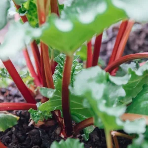 Victoria Rhubarb Plants - Heirloom Bare Root Live Seedlings - 1-10 Pack - Image 2