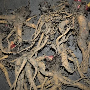 Victoria Rhubarb Plants - Heirloom Bare Root Live Seedlings - 1-10 Pack - Image 3