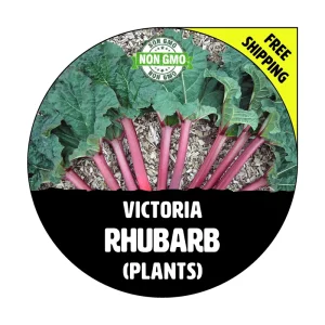 Victoria Rhubarb Plants - Heirloom Bare Root Live Seedlings - 1-10 Pack - Image 1