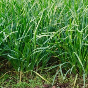 Vietnamese Chives Seeds - 300 Heirloom Culinary Herb Seeds for Garden - Image 5