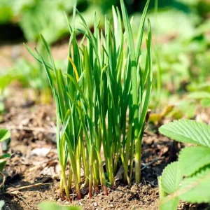 Vietnamese Chives Seeds - Heirloom Culinary Herb for Gardeners (300 Seeds) - Image 6