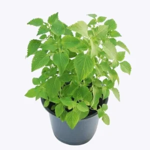 Vietnamese Mint Seeds - Elsholtzia Ciliata Herb Seeds for Planting, 1 Gr (1800 Seeds) - Image 2