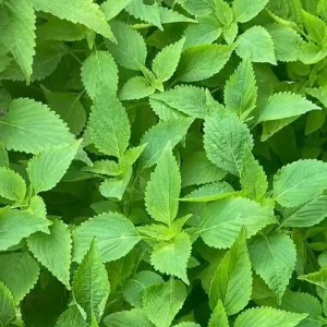 Vietnamese Mint Seeds - Elsholtzia Ciliata Herb Seeds for Planting, 1 Gr (1800 Seeds) - Image 4