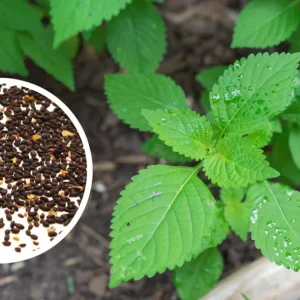 Vietnamese Mint Seeds - Elsholtzia Ciliata Herb Seeds for Planting, 1 Gr (1800 Seeds) - Image 6