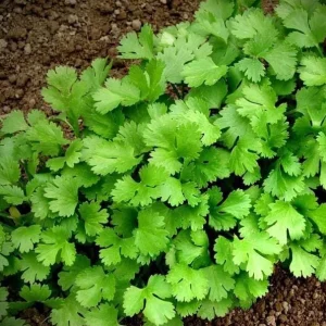 Vietnamese Small Leaf Coriander Seeds - 3000 Cilantro Seeds for Planting - Image 3