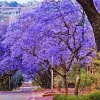 Violet Jacaranda Mimosifolia Live Tree Plant 6-10" Tall, Well Rooted, Outdoor Zones 10-11 - Image 1