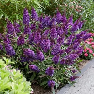 Violet Purple Butterfly Bush Live Plant Shrub - 5-10 Inches Tall - Image 6