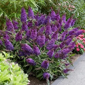 Violet Purple Butterfly Bush Live Plant Shrub - 5-10 Inches Tall - Image 1