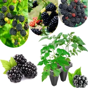 Von Blackberry Live Plants - 2-Pack, 4-8 Inch Tall, High Yield Berry Bushes for Outdoor Planting - Image 10