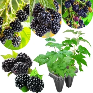 Von Blackberry Live Plants - 2-Pack, 4-8 Inch Tall, High Yield Berry Bushes for Outdoor Planting - Image 3