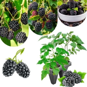 Von Blackberry Live Plants - 2-Pack, 4-8 Inch Tall, High Yield Berry Bushes for Outdoor Planting - Image 8