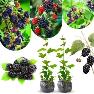 Von Blackberry Live Plants - 2-Pack, 4-8 Inch Tall, High Yield Berry Bushes for Outdoor Planting - Image 1