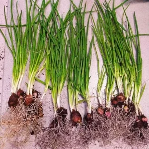 Walking Onion Plants Live - 3 Count, 5-10 Inches Tall, Well Rooted, Outdoor - Image 4