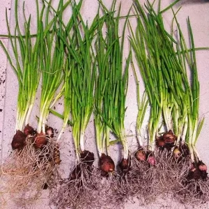 Walking Onion Plants Live - 3 Count, 5-10 Inches Tall, Well Rooted, Outdoor - Image 6