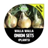 Walla Walla Sweet Onion Sets - Yellow/White Bulbs - Non-GMO Heirloom - 40-70 Plants - Image 1