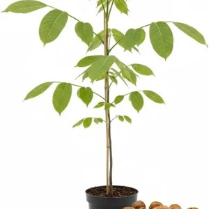 Walnut Tree Live Plant 1-3 Ft Tall - Fast Growing Nut Tree for Outdoor Gardens - Image 2