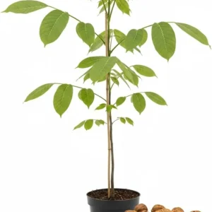 Walnut Tree Live Plant 1-3 Ft Tall - Fast Growing Nut Tree for Outdoor Gardens - Image 4