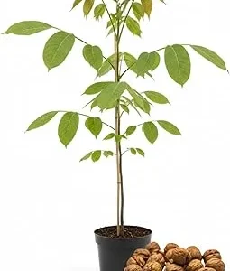 Walnut Tree Live Plant 1-3 Ft Tall - Fast Growing Nut Tree for Outdoor Gardens - Image 1