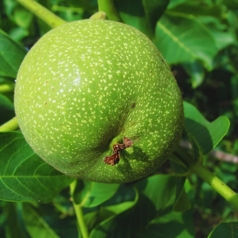 Walnut Tree Live Plant - 2 Feet Tall, Cold Hardy Fruit for Outdoor Garden - Image 2